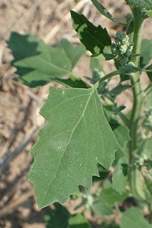 Chenopodium probstii \ Probsts G�nsefu� / Probst's Goosefoot, D Bamberg 5.9.2018