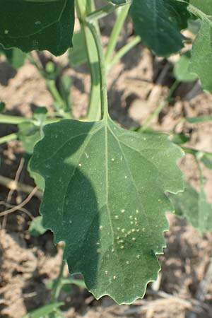 Chenopodium probstii \ Probsts G�nsefu� / Probst's Goosefoot, D Bamberg 5.9.2018
