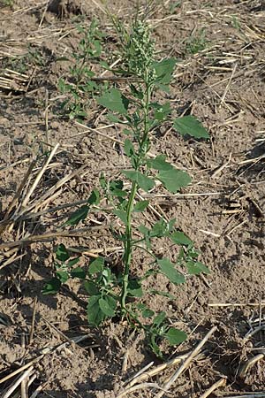 Chenopodium probstii \ Probsts G�nsefu� / Probst's Goosefoot, D Bamberg 5.9.2018