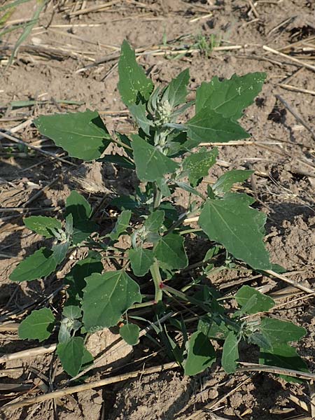 Chenopodium probstii \ Probsts G�nsefu� / Probst's Goosefoot, D Bamberg 5.9.2018