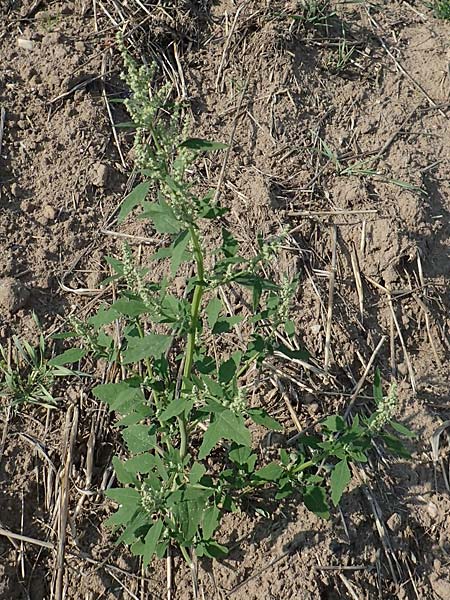 Chenopodium probstii \ Probsts G�nsefu� / Probst's Goosefoot, D Bamberg 5.9.2018