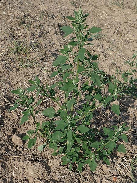 Chenopodium probstii \ Probsts G�nsefu� / Probst's Goosefoot, D Bamberg 5.9.2018
