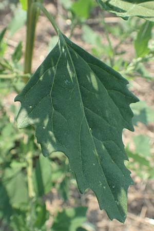 Chenopodium probstii \ Probsts G�nsefu� / Probst's Goosefoot, D Bamberg 5.9.2018