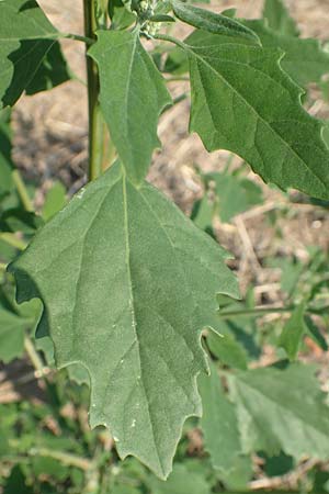 Chenopodium probstii \ Probsts G�nsefu� / Probst's Goosefoot, D Bamberg 5.9.2018