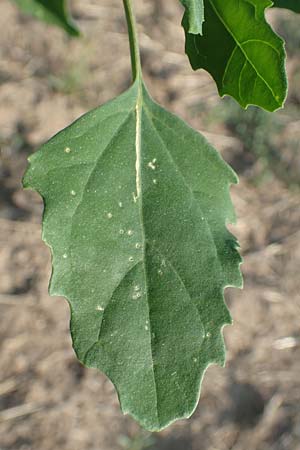 Chenopodium probstii \ Probsts G�nsefu� / Probst's Goosefoot, D Bamberg 5.9.2018