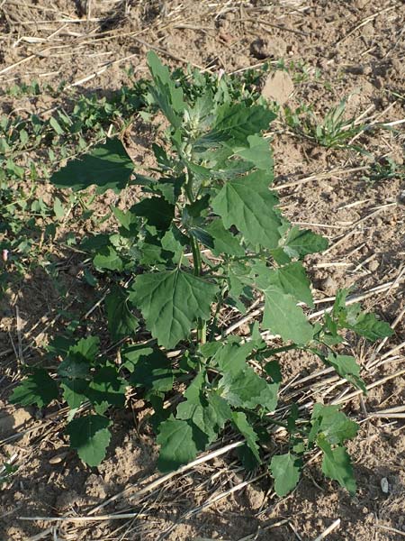 Chenopodium probstii \ Probsts G�nsefu� / Probst's Goosefoot, D Bamberg 5.9.2018