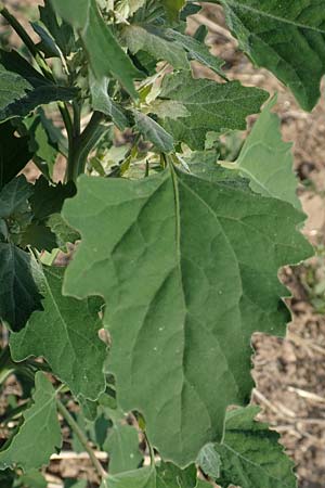 Chenopodium probstii \ Probsts G�nsefu� / Probst's Goosefoot, D Bamberg 5.9.2018