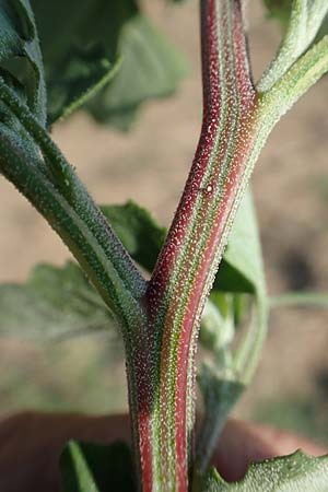 Chenopodium probstii \ Probsts G�nsefu� / Probst's Goosefoot, D Bamberg 5.9.2018