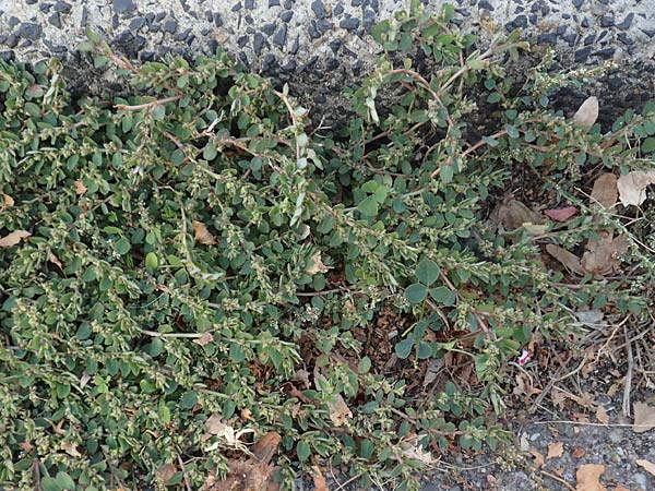 Chamaesyce prostrata \ Hingestreckte Wolfsmilch / Trailing Red Spurge, Prostrate Spurge, D Mannheim 30.9.2018