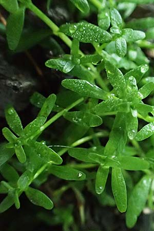 Callitriche platycarpa \ Breitfrchtiger Wasserstern / Various-Leaved Water Starwort, D Zaberfeld-Leonbronn 4.10.2018