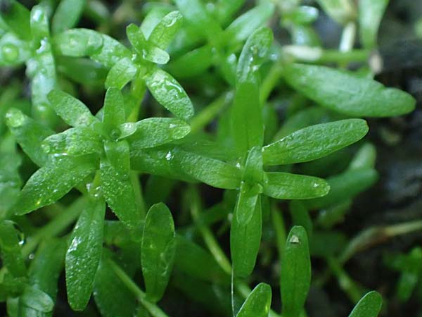 Callitriche platycarpa \ Breitfrchtiger Wasserstern / Various-Leaved Water Starwort, D Zaberfeld-Leonbronn 4.10.2018