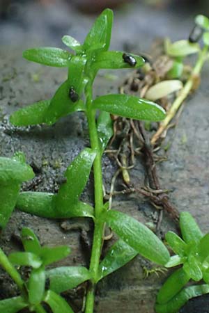 Callitriche platycarpa \ Breitfrchtiger Wasserstern / Various-Leaved Water Starwort, D Zaberfeld-Leonbronn 4.10.2018