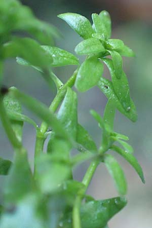Callitriche platycarpa \ Breitfrchtiger Wasserstern / Various-Leaved Water Starwort, D Zaberfeld-Leonbronn 4.10.2018