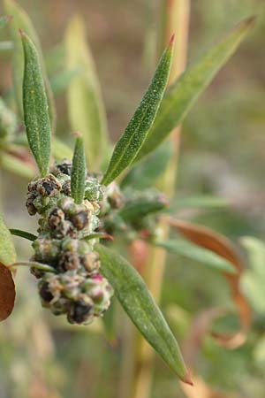 Chenopodium album \ Weier Gnsefu, Wilde Melde / Fat Hen, D Biblis 20.10.2018