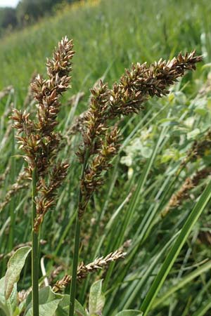 Carex paniculata \ Rispen-Segge / Greater Tussock Sedge, D Dietzenbach 19.5.2019