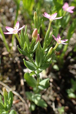 Centaurium pulchellum \ Kleines Tausendgldenkraut / Branched Centaury, D Weinheim an der Bergstraße 25.6.2019