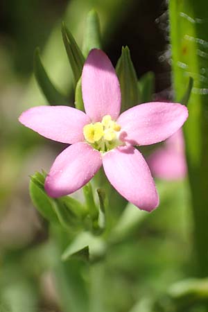 Centaurium pulchellum \ Kleines Tausendgldenkraut / Branched Centaury, D Weinheim an der Bergstraße 25.6.2019