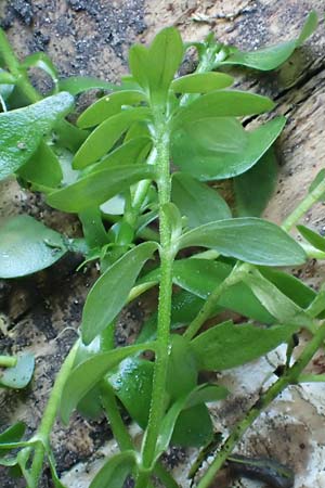 Callitriche platycarpa \ Breitfrchtiger Wasserstern / Various-Leaved Water Starwort, D Zaberfeld-Leonbronn 13.9.2019