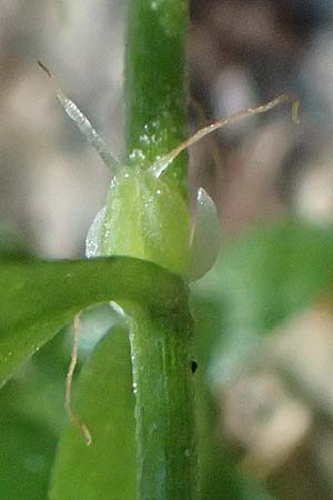 Callitriche platycarpa \ Breitfrchtiger Wasserstern / Various-Leaved Water Starwort, D Zaberfeld-Leonbronn 13.9.2019