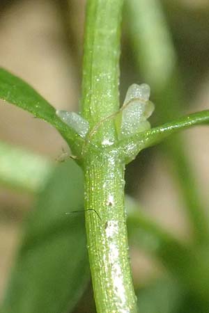 Callitriche platycarpa \ Breitfrchtiger Wasserstern / Various-Leaved Water Starwort, D Zaberfeld-Leonbronn 13.9.2019