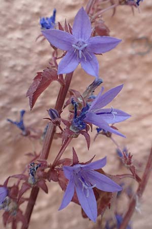 Campanula poscharskyana \ Kriechende Stern-Glockenblume, Hngepolster-Glockenblume / Serbian Bellflower, D Speyer 31.5.2020