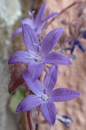 Campanula poscharskyana \ Kriechende Stern-Glockenblume, Hngepolster-Glockenblume / Serbian Bellflower, D Speyer 31.5.2020