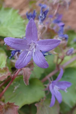 Campanula poscharskyana \ Kriechende Stern-Glockenblume, Hngepolster-Glockenblume / Serbian Bellflower, D Speyer 31.5.2020