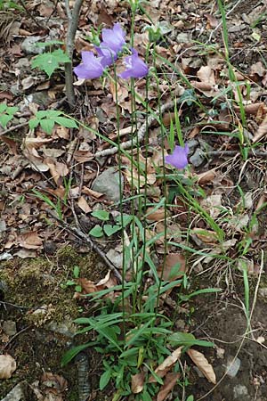 Campanula persicifolia \ Pfirsichblttrige Glockenblume / Peachleaf Bellflower, D Hagen 11.6.2020
