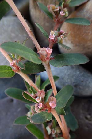 Chamaesyce prostrata \ Hingestreckte Wolfsmilch / Trailing Red Spurge, Prostrate Spurge, D Mannheim 23.8.2020