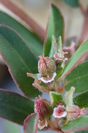 Chamaesyce prostrata \ Hingestreckte Wolfsmilch / Trailing Red Spurge, Prostrate Spurge, D Mannheim 23.8.2020