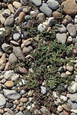 Chamaesyce prostrata \ Hingestreckte Wolfsmilch / Trailing Red Spurge, Prostrate Spurge, D Mannheim 23.8.2020