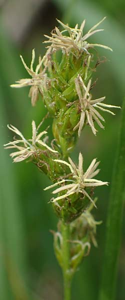 Carex polyphylla \ Unterbrochenhrige Segge / Berkeley Sedge, Grassland Sedge, D Bensheim 29.4.2022