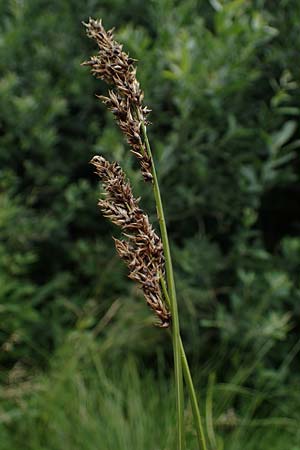 Carex paniculata \ Rispen-Segge / Greater Tussock Sedge, D Stadtallendorf 21.6.2022