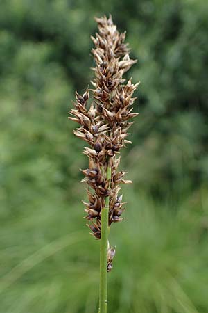 Carex paniculata \ Rispen-Segge / Greater Tussock Sedge, D Stadtallendorf 21.6.2022