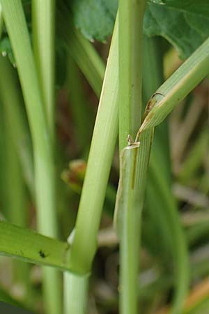Carex paniculata \ Rispen-Segge / Greater Tussock Sedge, D Stadtallendorf 21.6.2022