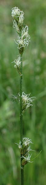 Carex polyphylla \ Unterbrochenhrige Segge / Berkeley Sedge, Grassland Sedge, D Höpfingen 20.5.2023