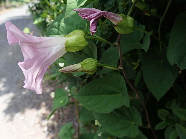 Calystegia pulchra \ Schne Zaun-Winde / Hairy Bindweed, D Sachsen-Anhalt, Hornburg 17.6.2023
