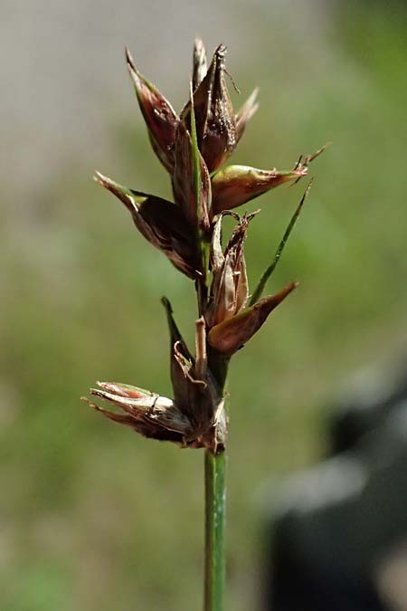 Carex pairaei \ Pairas Segge, Schmalblttrige Stachel-Segge / Paira's Sedge, D Bad König 20.7.2024