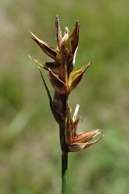 Carex pairaei \ Pairas Segge, Schmalblttrige Stachel-Segge / Paira's Sedge, D Bad König 20.7.2024