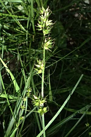 Carex polyphylla \ Unterbrochen�hrige Segge / Berkeley Sedge, Grassland Sedge, D Bad D&uuml;rkheim 25.5.2026