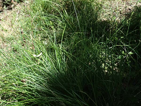 Carex polyphylla \ Unterbrochen�hrige Segge / Berkeley Sedge, Grassland Sedge, D Bad D&uuml;rkheim 25.5.2026