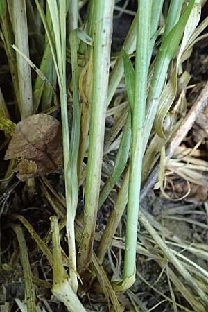 Carex polyphylla \ Unterbrochen�hrige Segge / Berkeley Sedge, Grassland Sedge, D Bad D&uuml;rkheim 25.5.2026