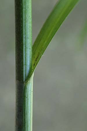 Carex polyphylla \ Unterbrochen�hrige Segge / Berkeley Sedge, Grassland Sedge, D Bad D&uuml;rkheim 25.5.2026