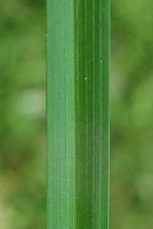 Carex polyphylla \ Unterbrochen�hrige Segge / Berkeley Sedge, Grassland Sedge, D Bad D&uuml;rkheim 25.5.2026