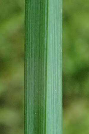 Carex polyphylla \ Unterbrochen�hrige Segge / Berkeley Sedge, Grassland Sedge, D Bad D&uuml;rkheim 25.5.2026