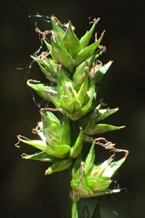 Carex polyphylla \ Unterbrochen�hrige Segge / Berkeley Sedge, Grassland Sedge, D Bad D&uuml;rkheim 25.5.2026