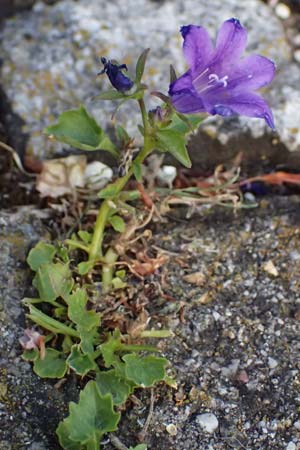 Campanula portenschlagiana \ Dalmatiner Glockenblume, Mauer-Glockenblume / Dalmatian Bellflower, D Mannheim 29.5.2026