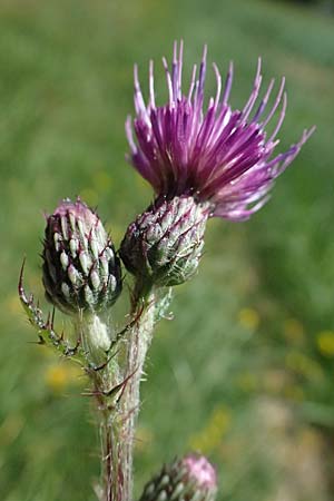 Cirsium palustre \ Sumpf-Kratzdistel / Marsh Thistle, D Odenwald, Hammelbach 26.7.2026