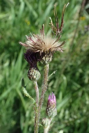 Cirsium palustre \ Sumpf-Kratzdistel / Marsh Thistle, D Odenwald, Hammelbach 26.7.2026