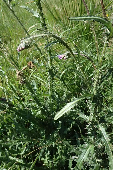 Cirsium palustre \ Sumpf-Kratzdistel / Marsh Thistle, D Odenwald, Hammelbach 26.7.2026